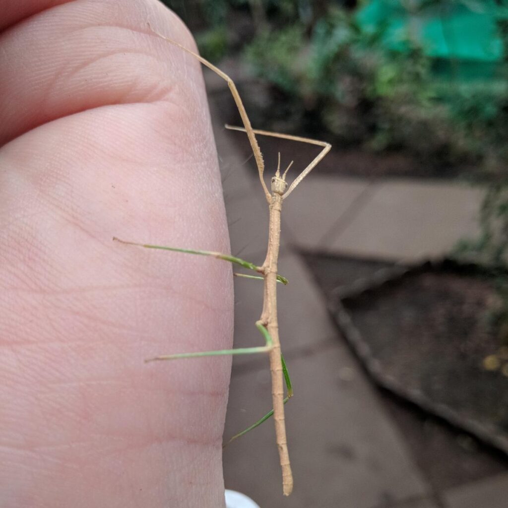Паличник Анамський (Medauroidea extradentata)