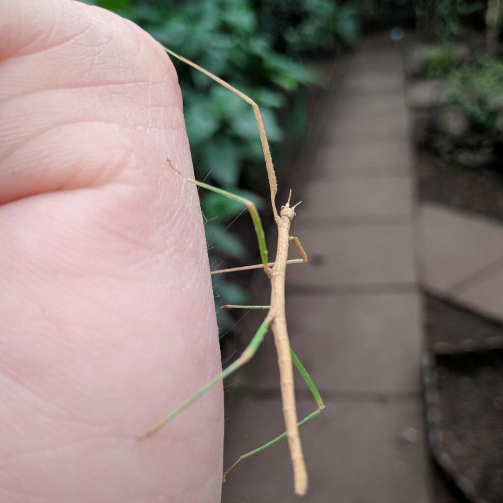 Паличник Анамський (Medauroidea extradentata)
