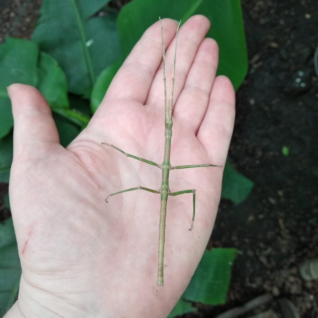 Паличник Анамський (Medauroidea extradentata)