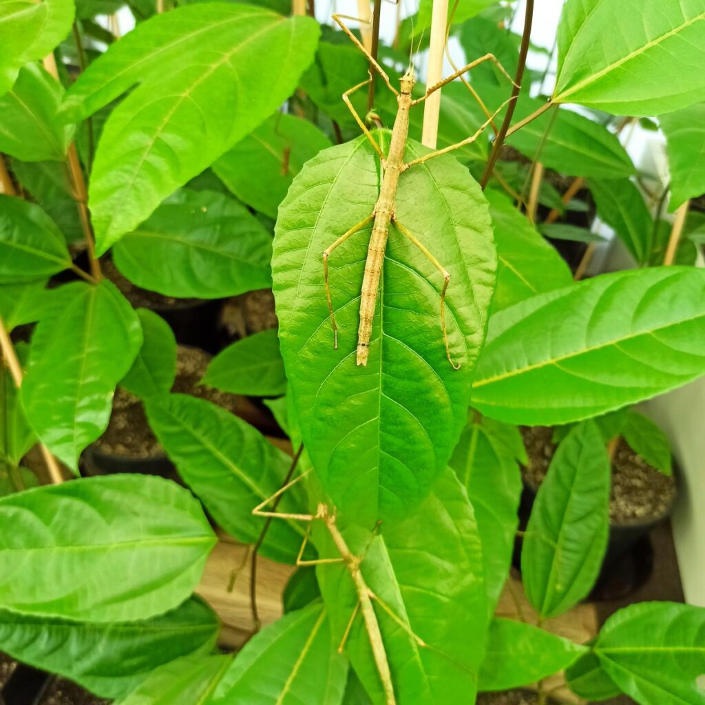 Паличник Анамський (Medauroidea extradentata)