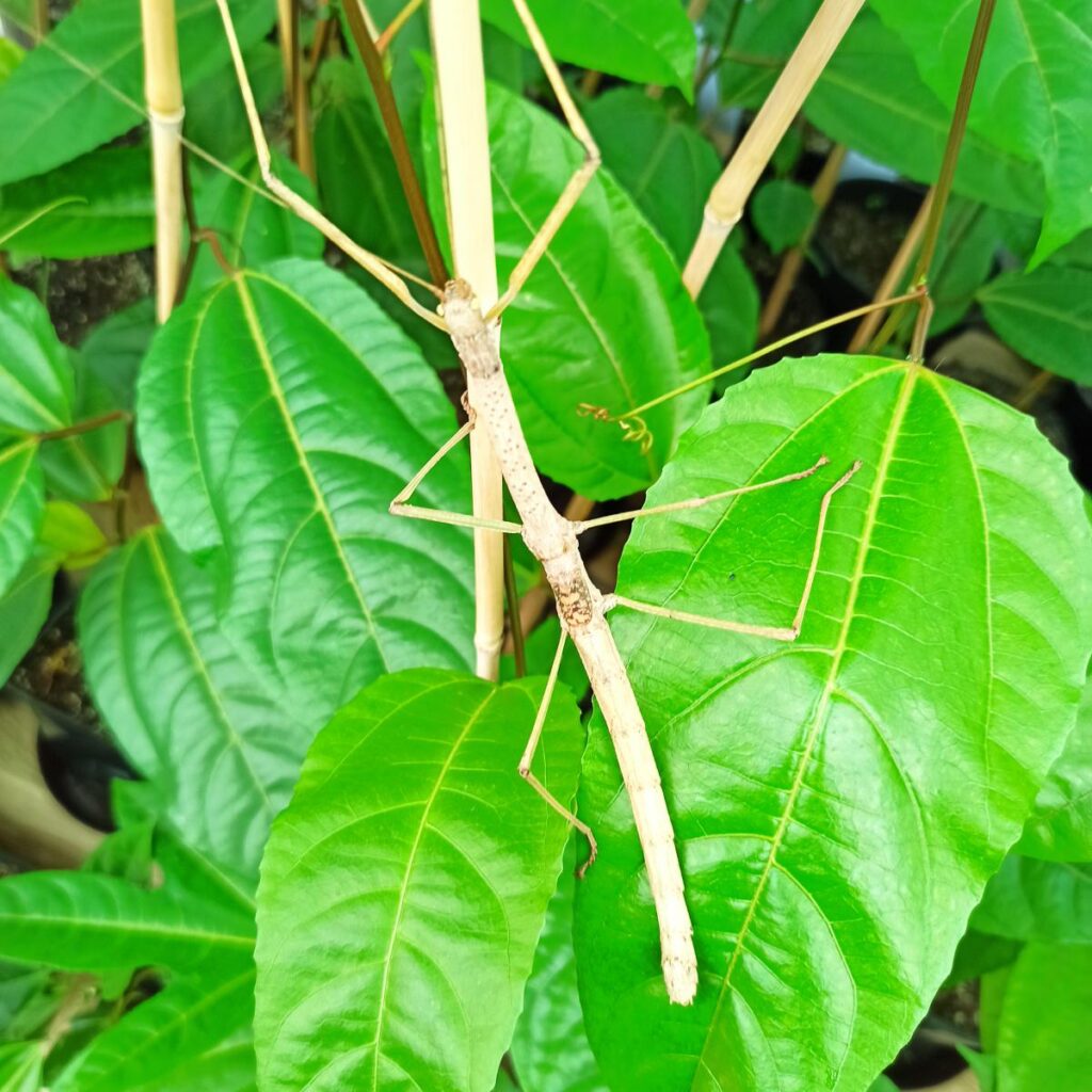 Паличник Червонокрилий (Phaenopharos khaoyaiensis)