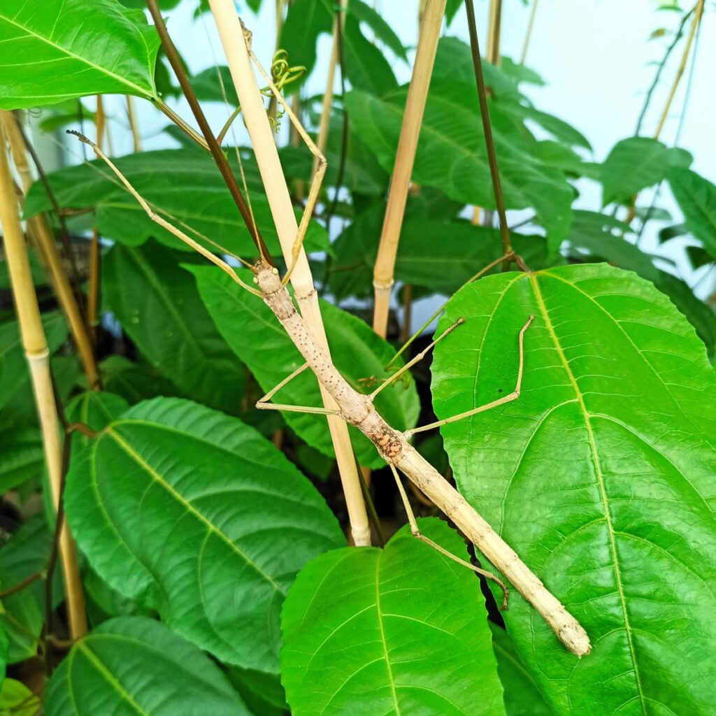 Паличник Червонокрилий (Phaenopharos khaoyaiensis)