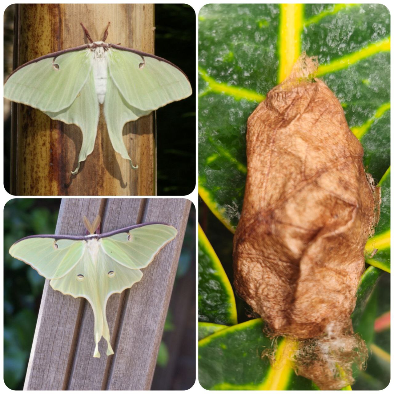 Лялечка метелика Actias luna