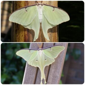 Живий тропічний метелик Actias luna