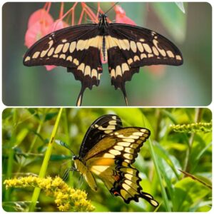 Живий тропічний метелик Papilio cresphontes