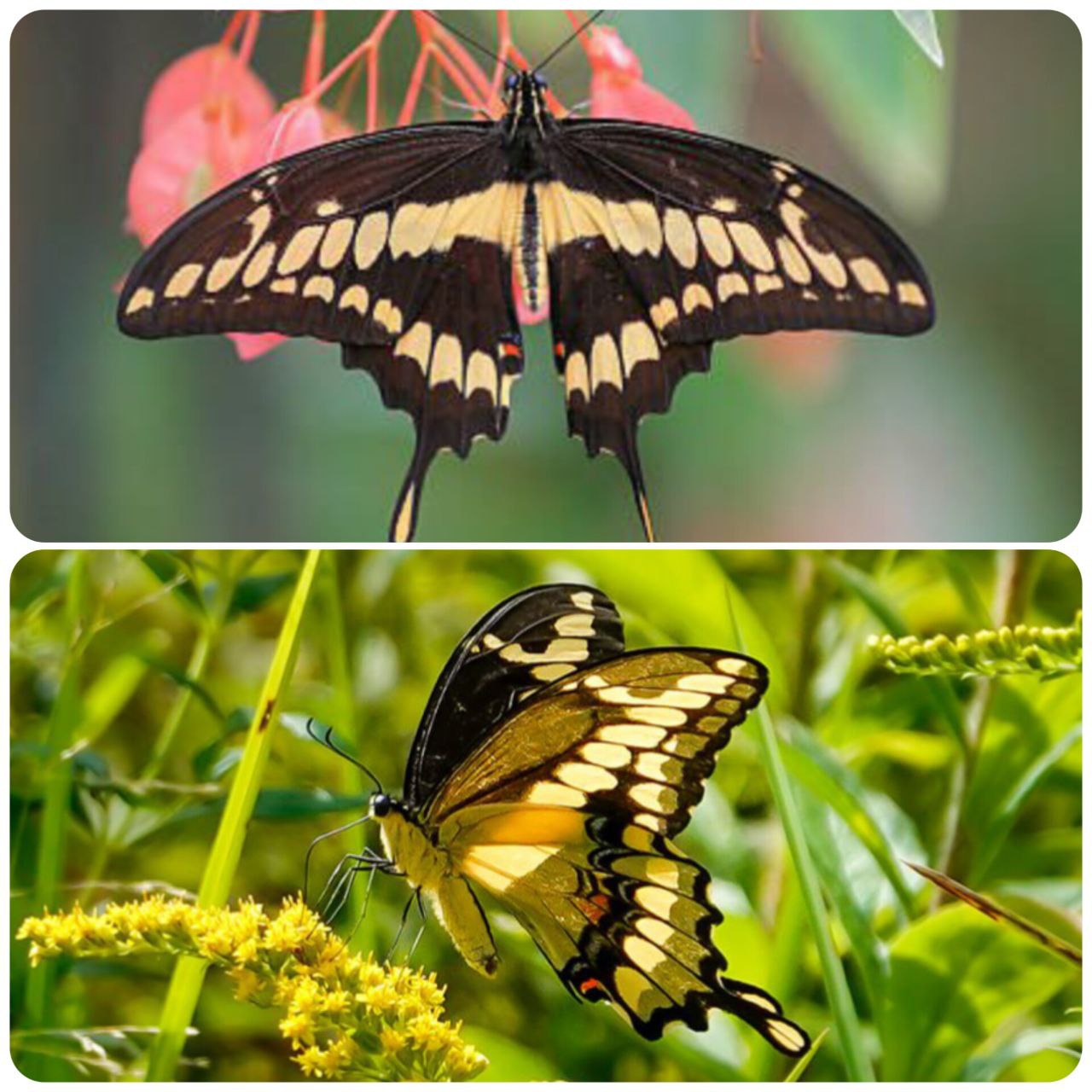 Живий тропічний метелик Papilio cresphontes
