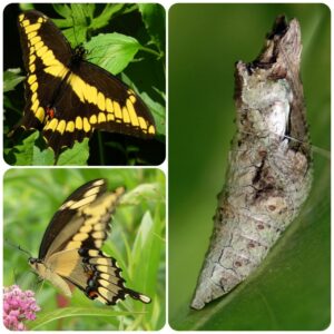 Лялечка метелика Papilio cresphontes