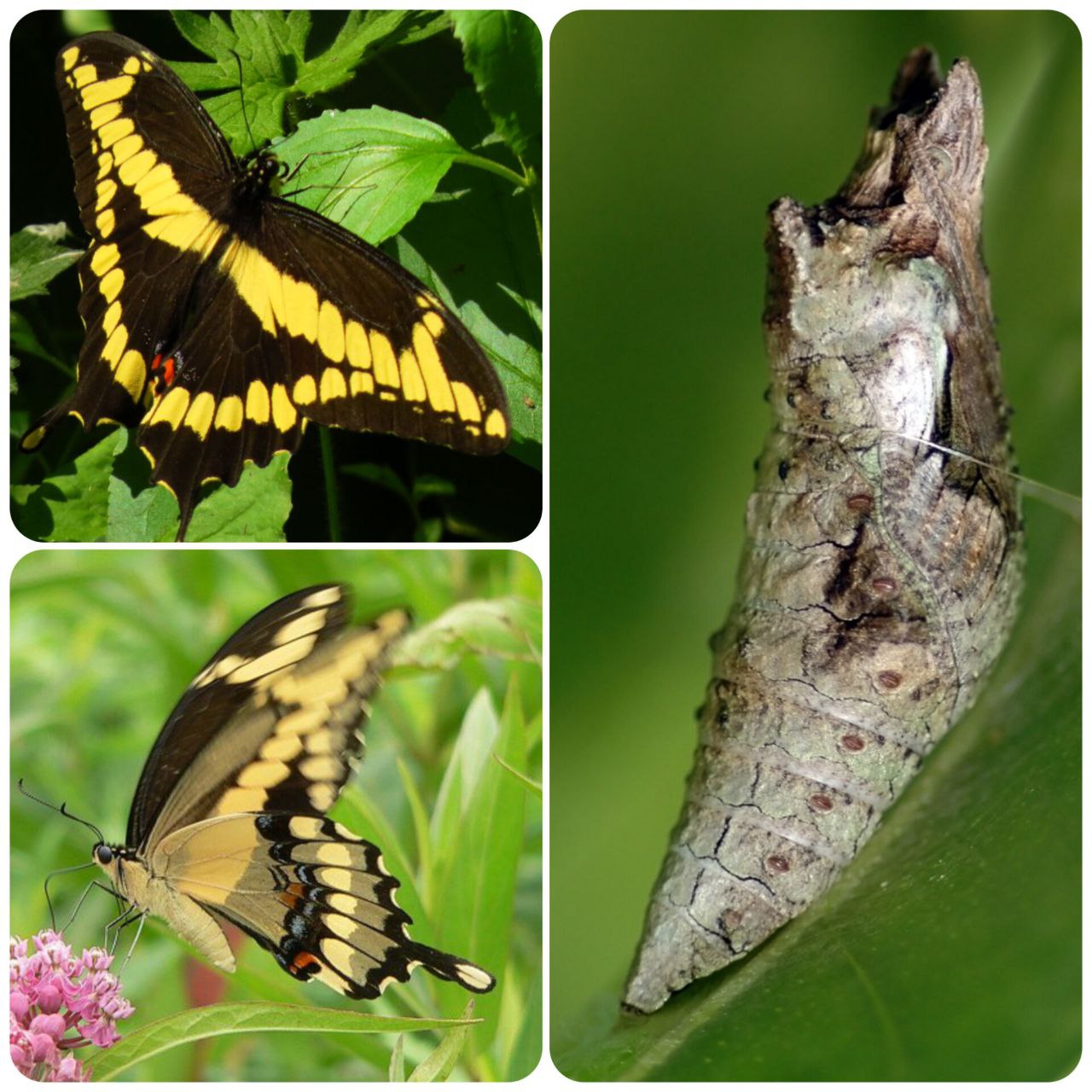 Лялечка метелика Papilio cresphontes