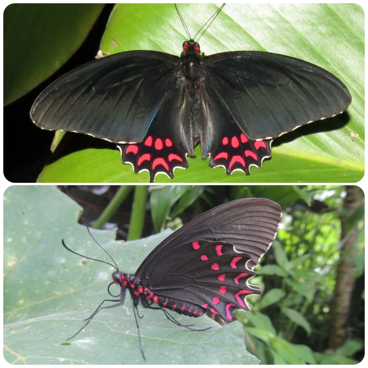 Живий тропічний метелик Parides photinus