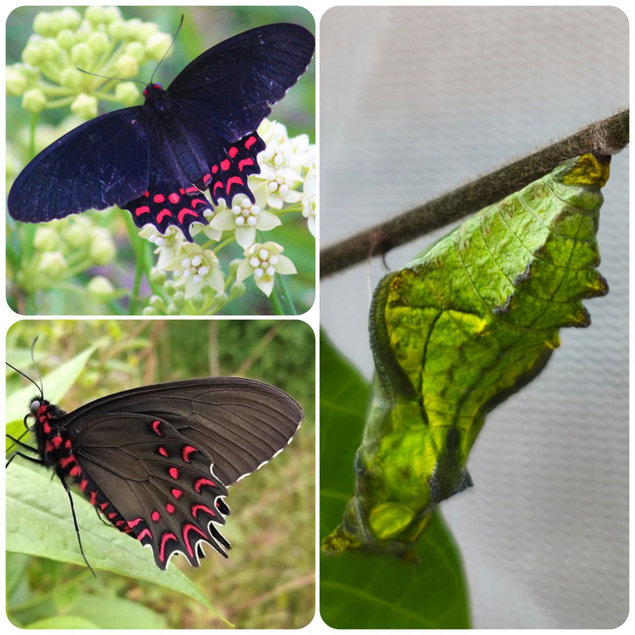 Лялечка метелика Parides photinus