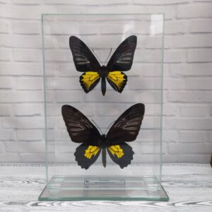 Метелик під склом Troides rhadamantus f+m 160x235