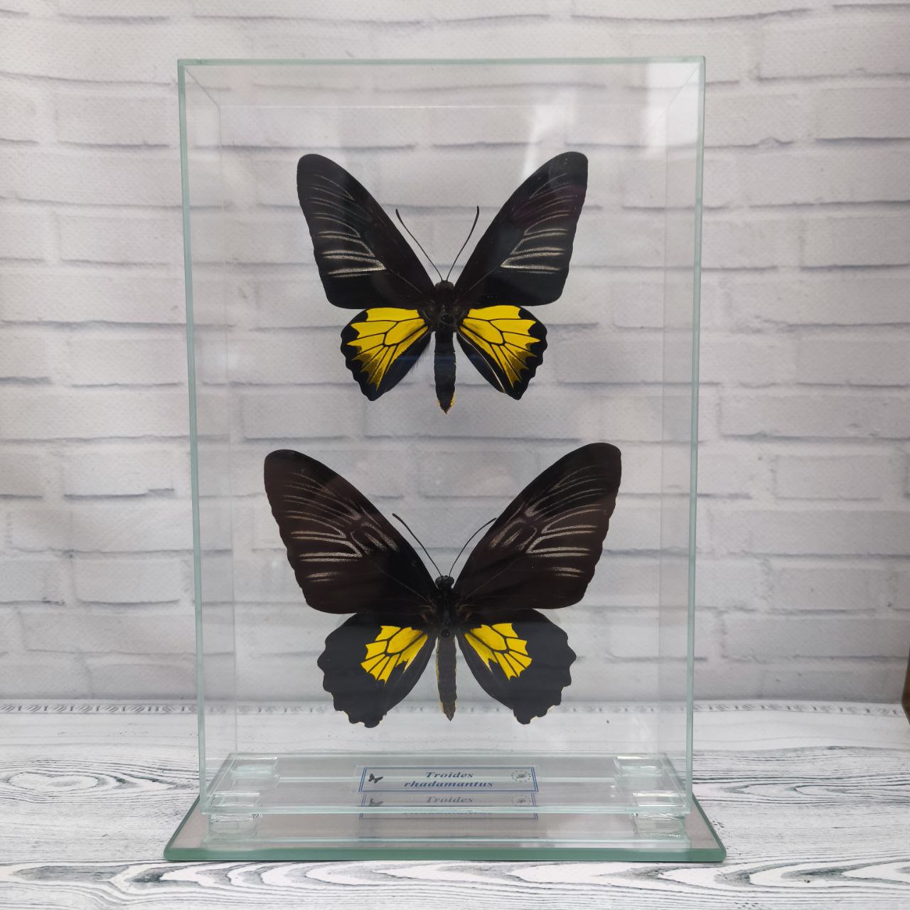 Метелик під склом Troides rhadamantus f+m 160x235
