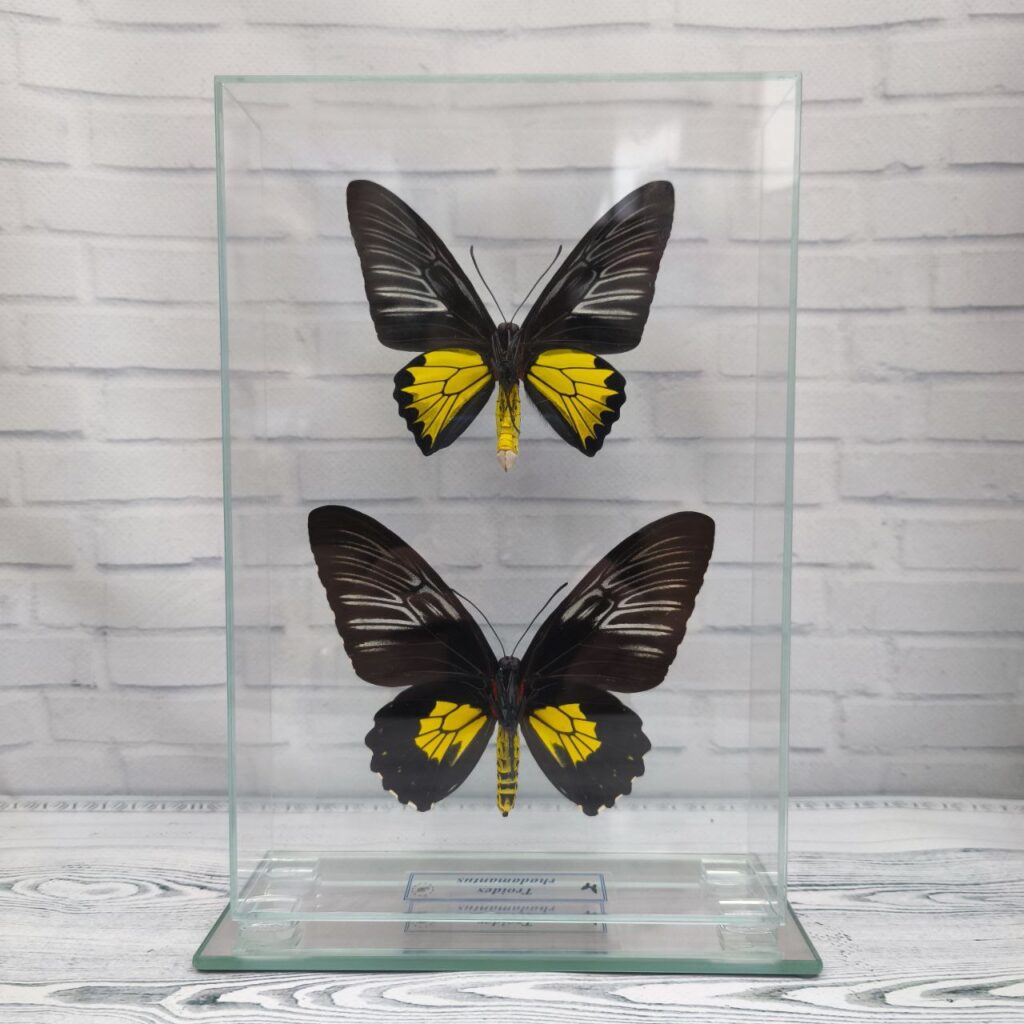 Метелик під склом Troides rhadamantus f+m 160x235