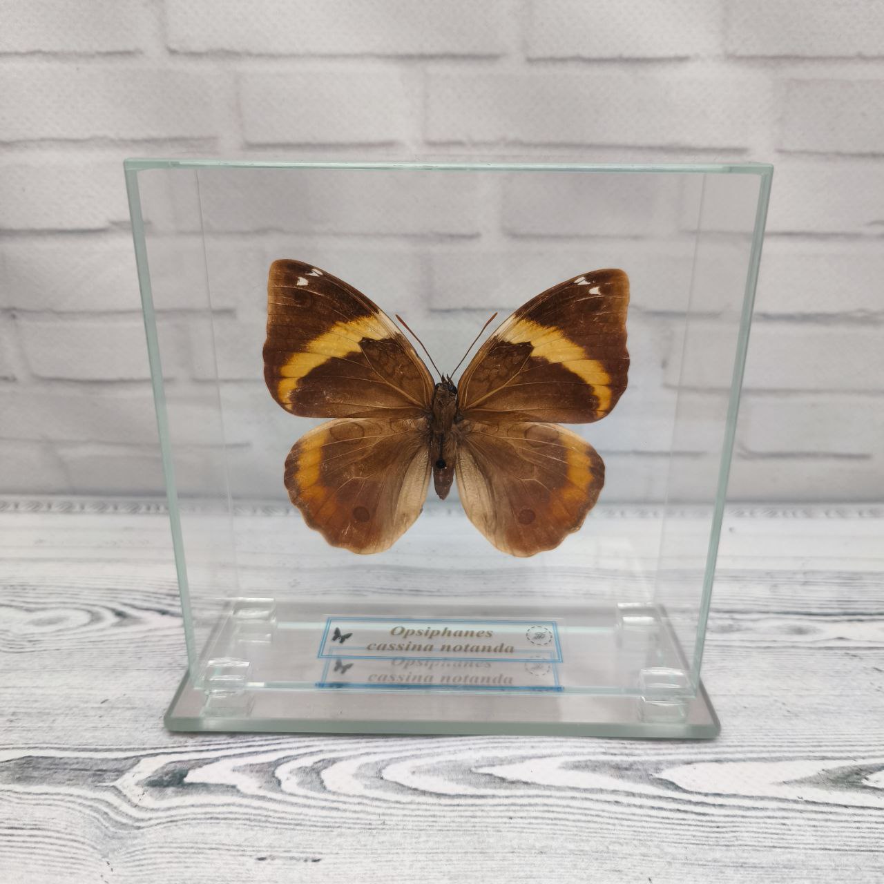 Метелик під склом Opsiphanes cassina notanda 120х120