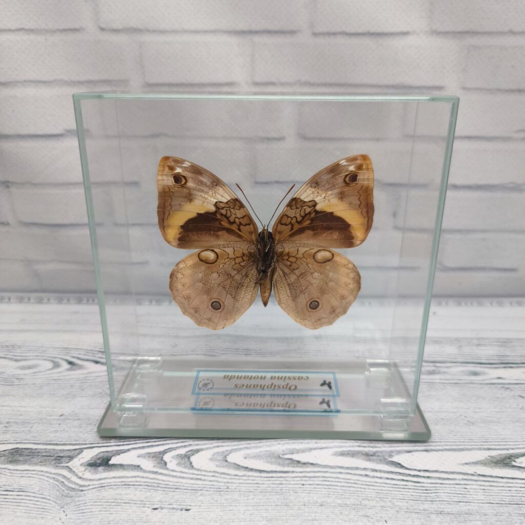 Метелик під склом Opsiphanes cassina notanda 120х120
