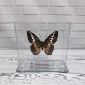 Метелик під склом Parthenos silvia philippinensis 110x110