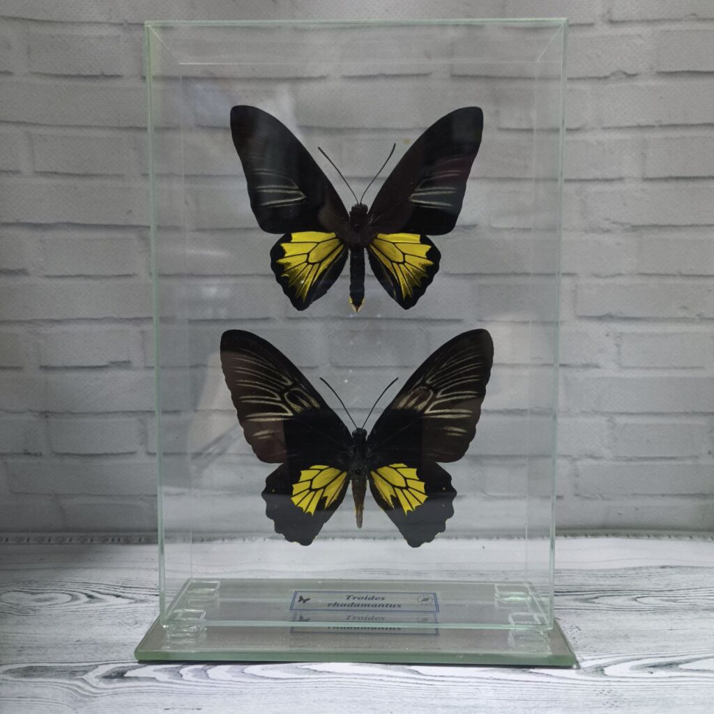 Метелик під склом Troides rhadamantus f+m 155x230