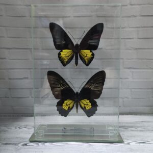 Метелик під склом Troides rhadamantus f+m 155x230