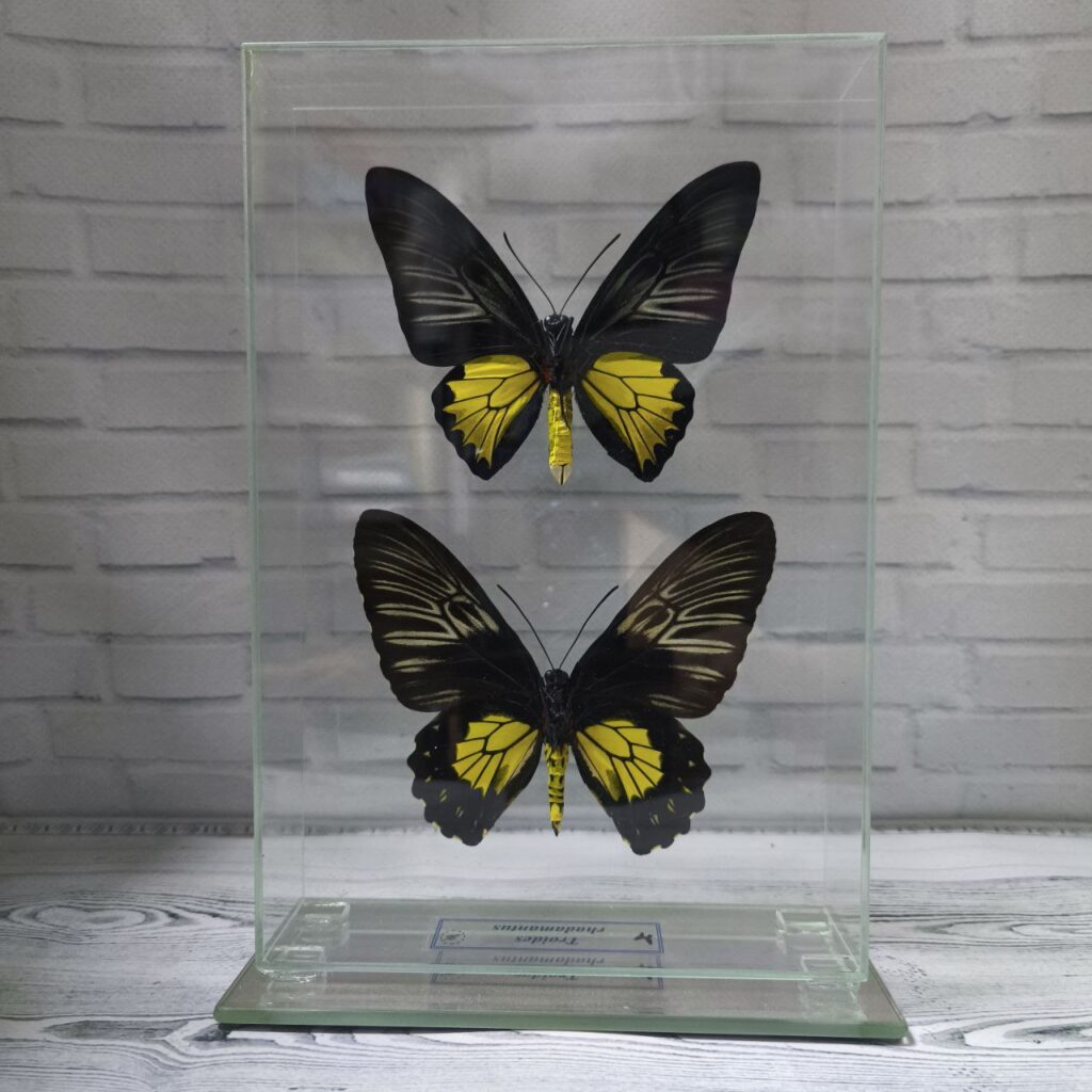 Метелик під склом Troides rhadamantus f+m 155x230