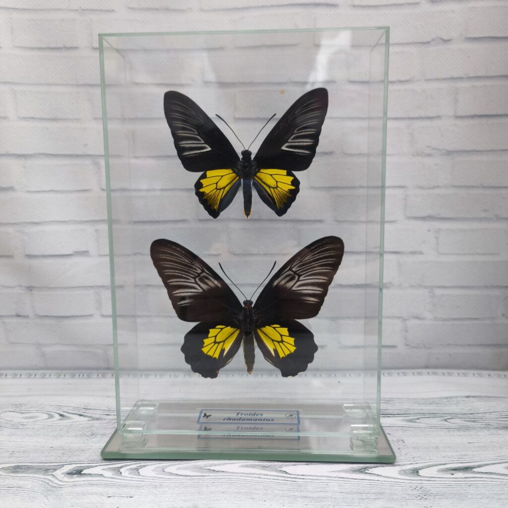 Метелик під склом Troides rhadamantus f+m 155x230