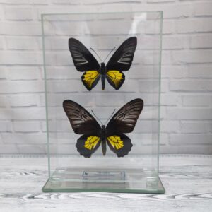 Метелик під склом Troides rhadamantus f+m 155x230