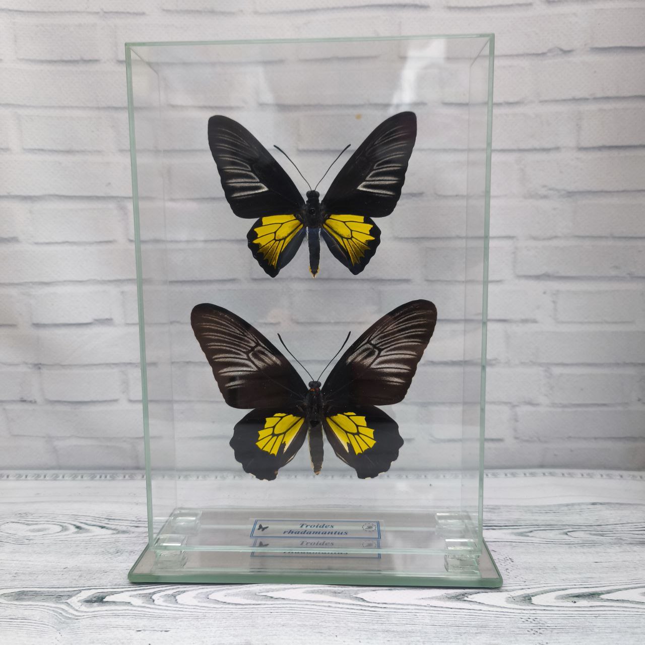 Метелик під склом Troides rhadamantus f+m 155x230