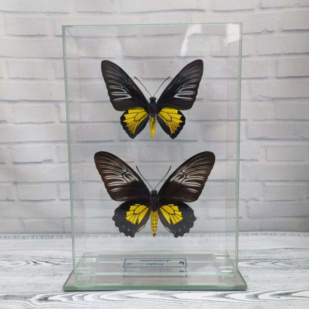Метелик під склом Troides rhadamantus f+m 155x230