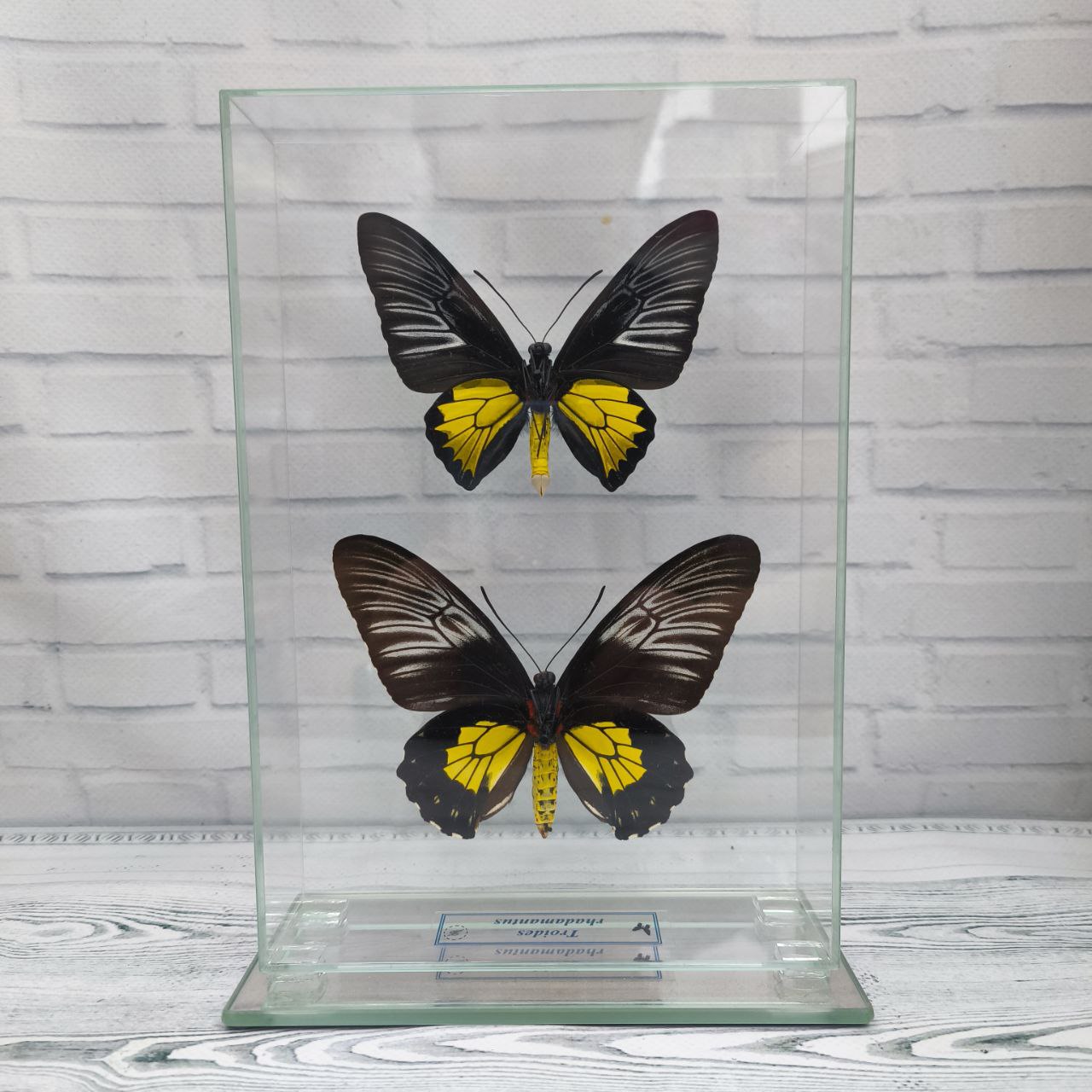 Метелик під склом Troides rhadamantus f+m 155x230 - Зображення 2