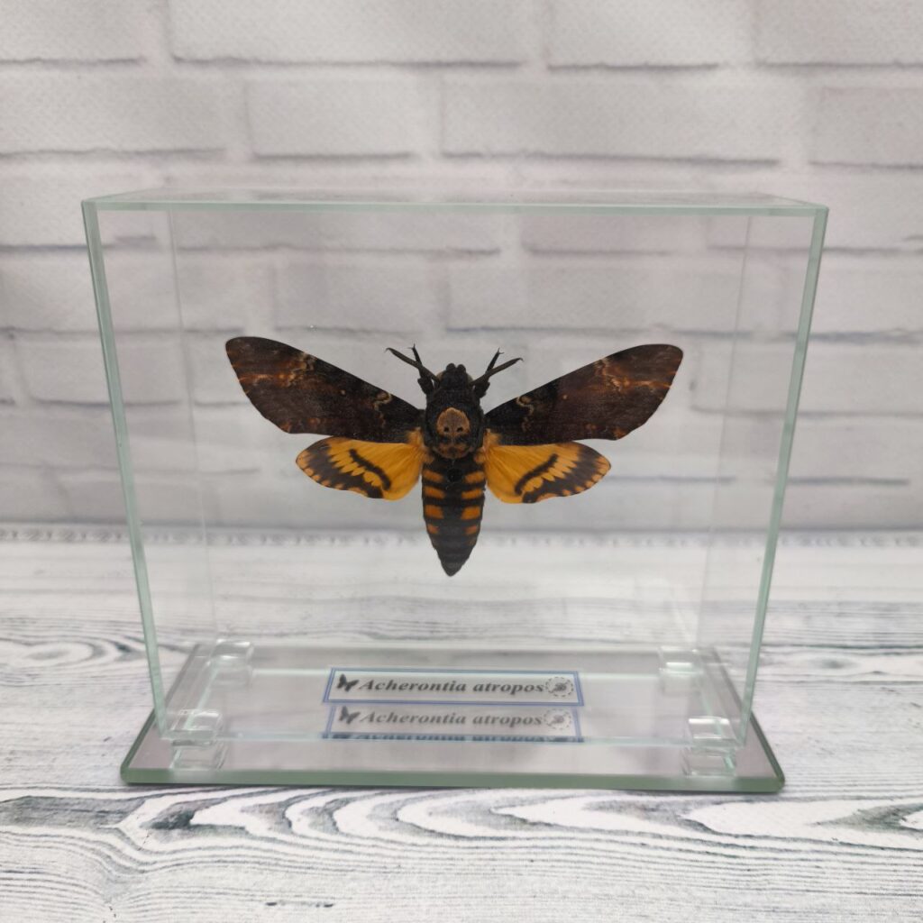 Метелик під склом  Acherontia atropos 130х115