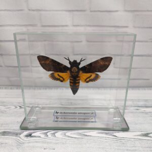 Метелик під склом Acherontia atropos 130х115