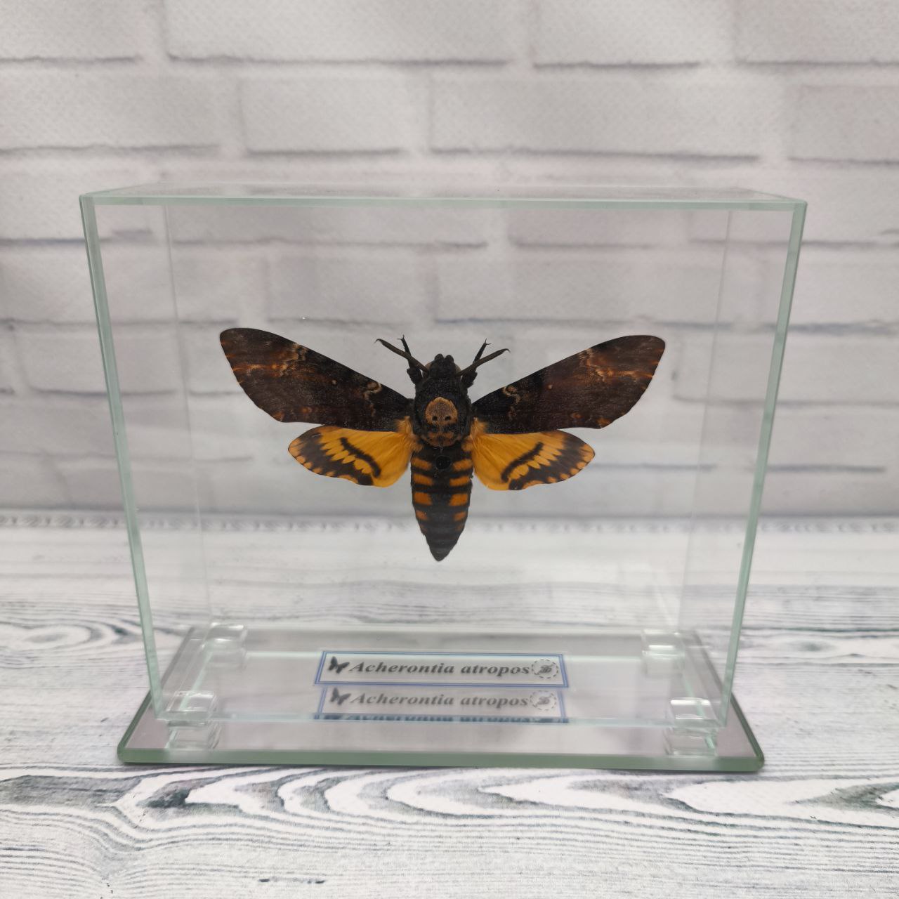 Метелик під склом Acherontia atropos 130х115