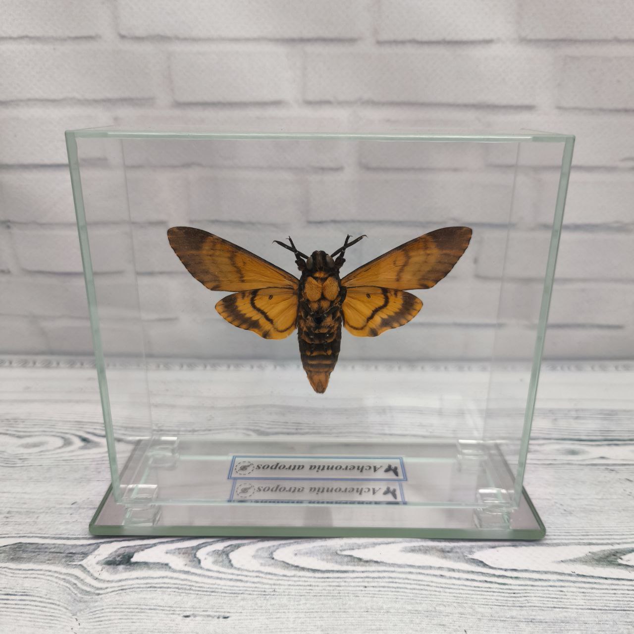 Метелик під склом Acherontia atropos 130х115 - Зображення 2