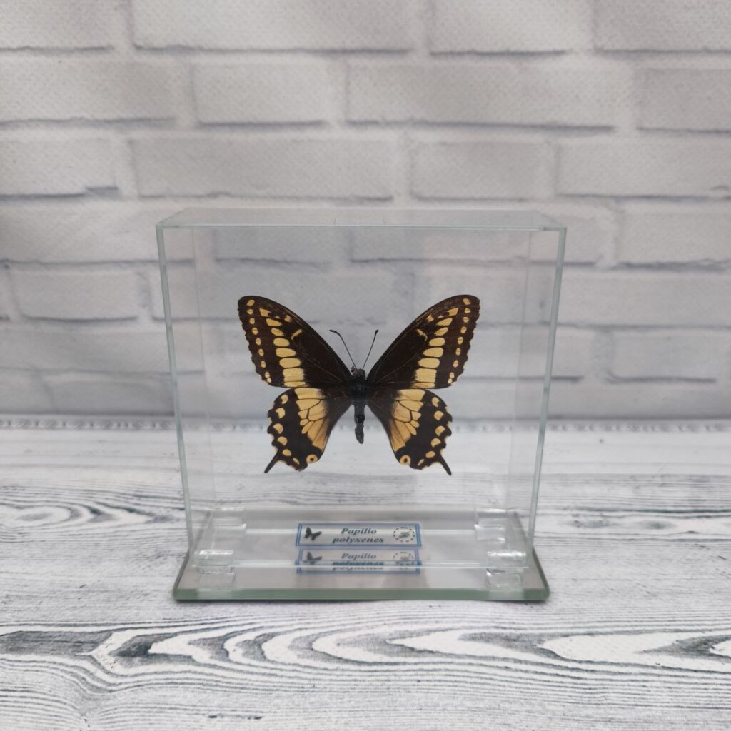 Метелик під склом Papilio polyxenes 100x100