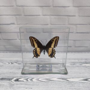 Метелик під склом Papilio polyxenes 100x100