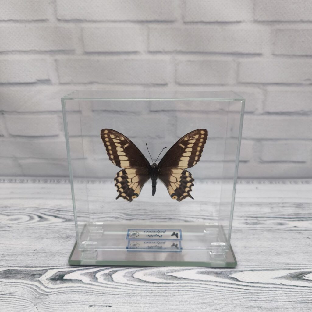 Метелик під склом Papilio polyxenes 100x100