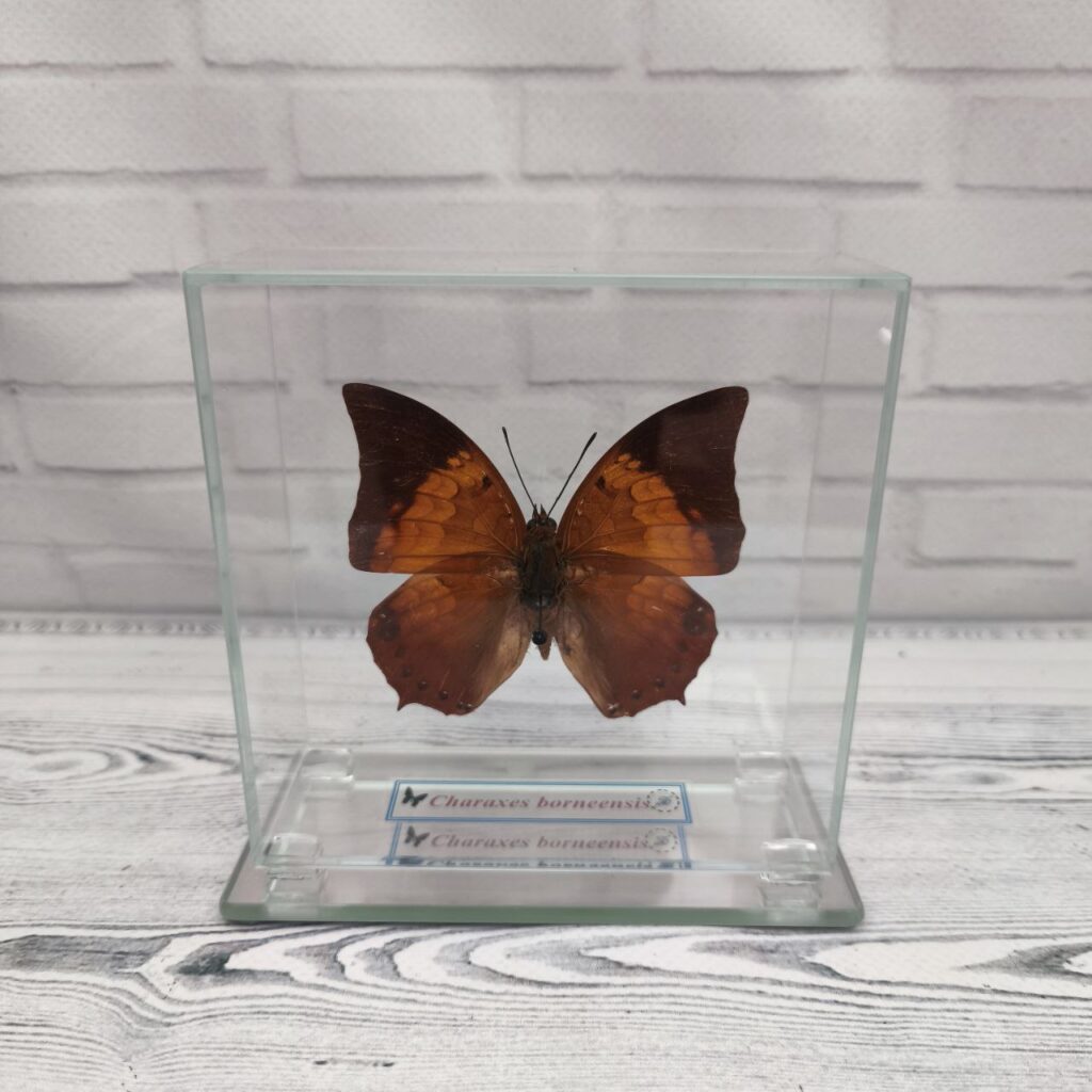 Метелик під склом Charaxes borneensis 110x110