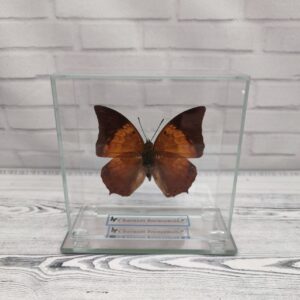 Метелик під склом Charaxes borneensis 110x110