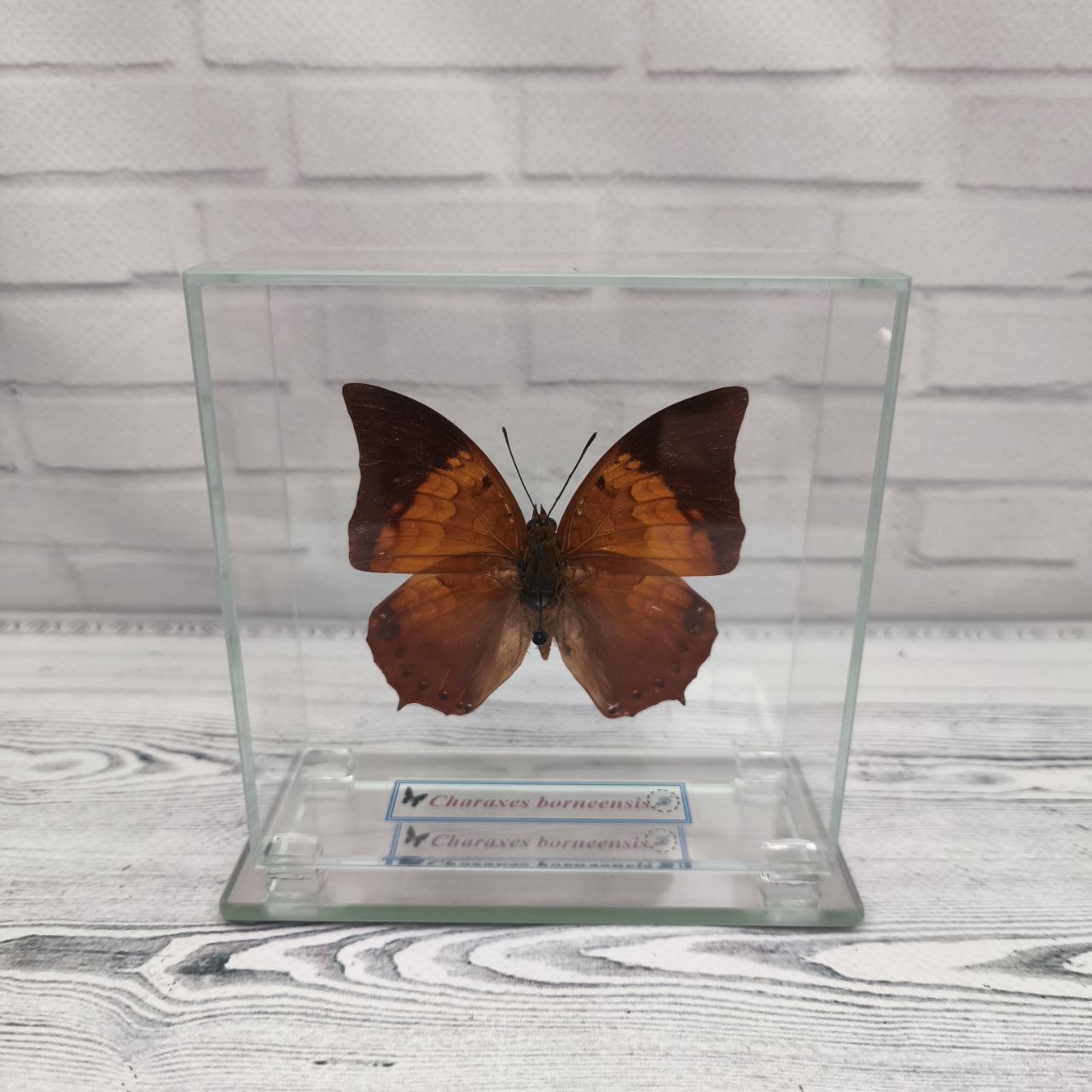 Метелик під склом Charaxes borneensis 110x110