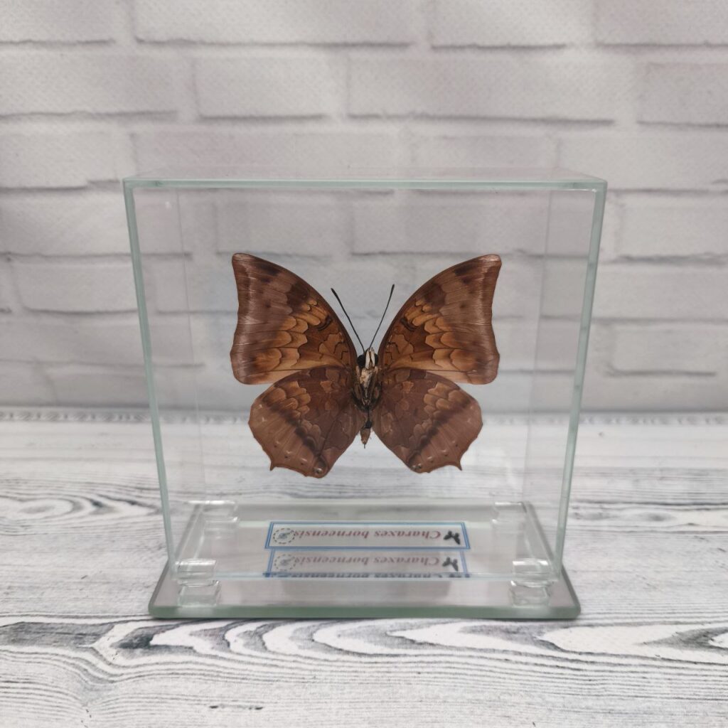 Метелик під склом Charaxes borneensis 110x110
