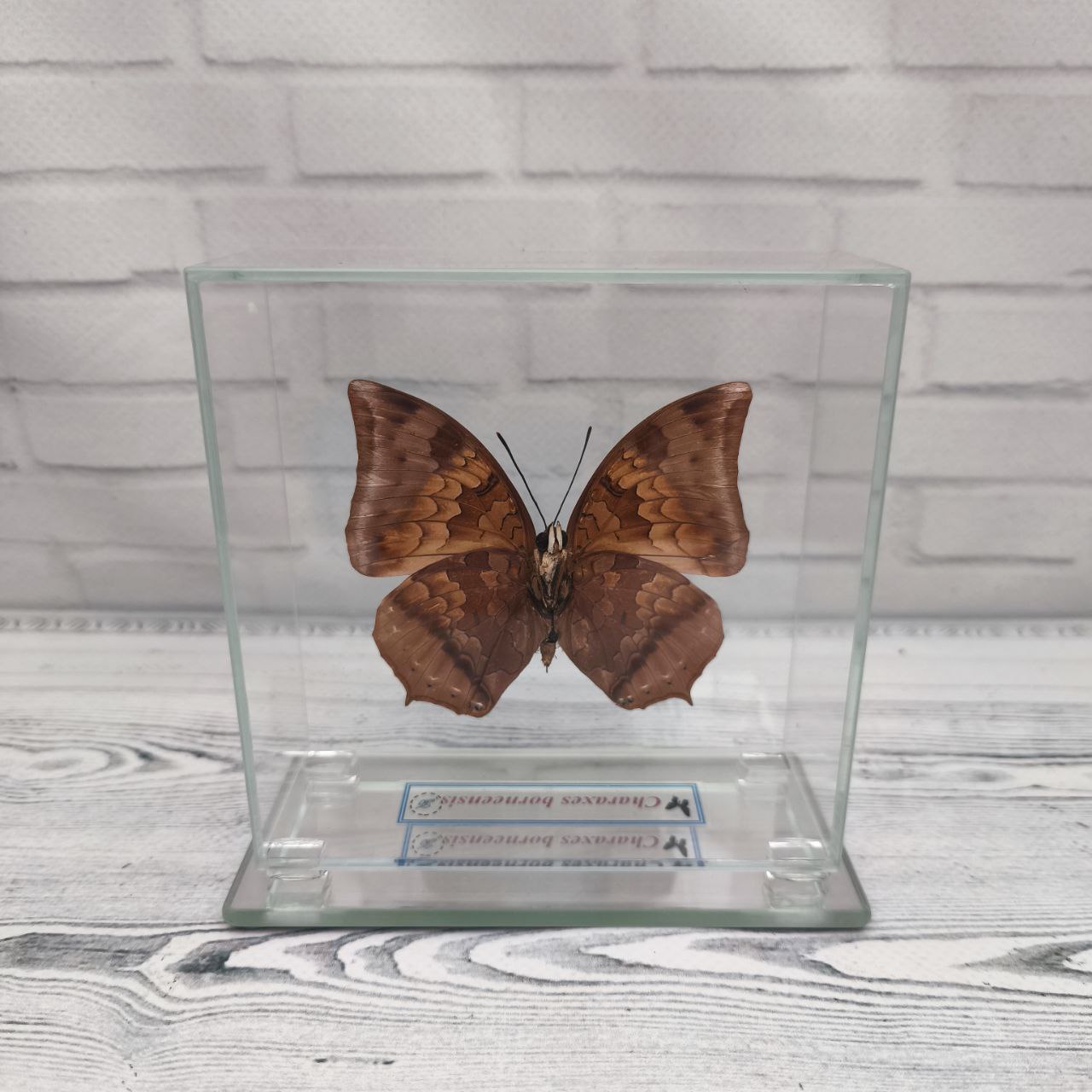 Метелик під склом Charaxes borneensis 110x110 - Зображення 2