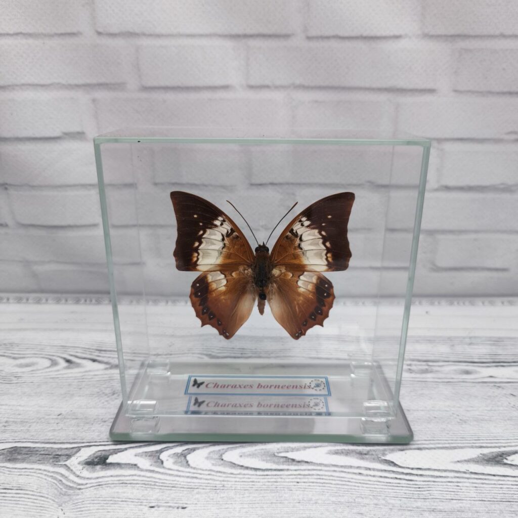 Метелик під склом Charaxes borneensis 110x110