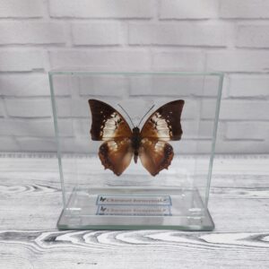 Метелик під склом Charaxes borneensis 110x110