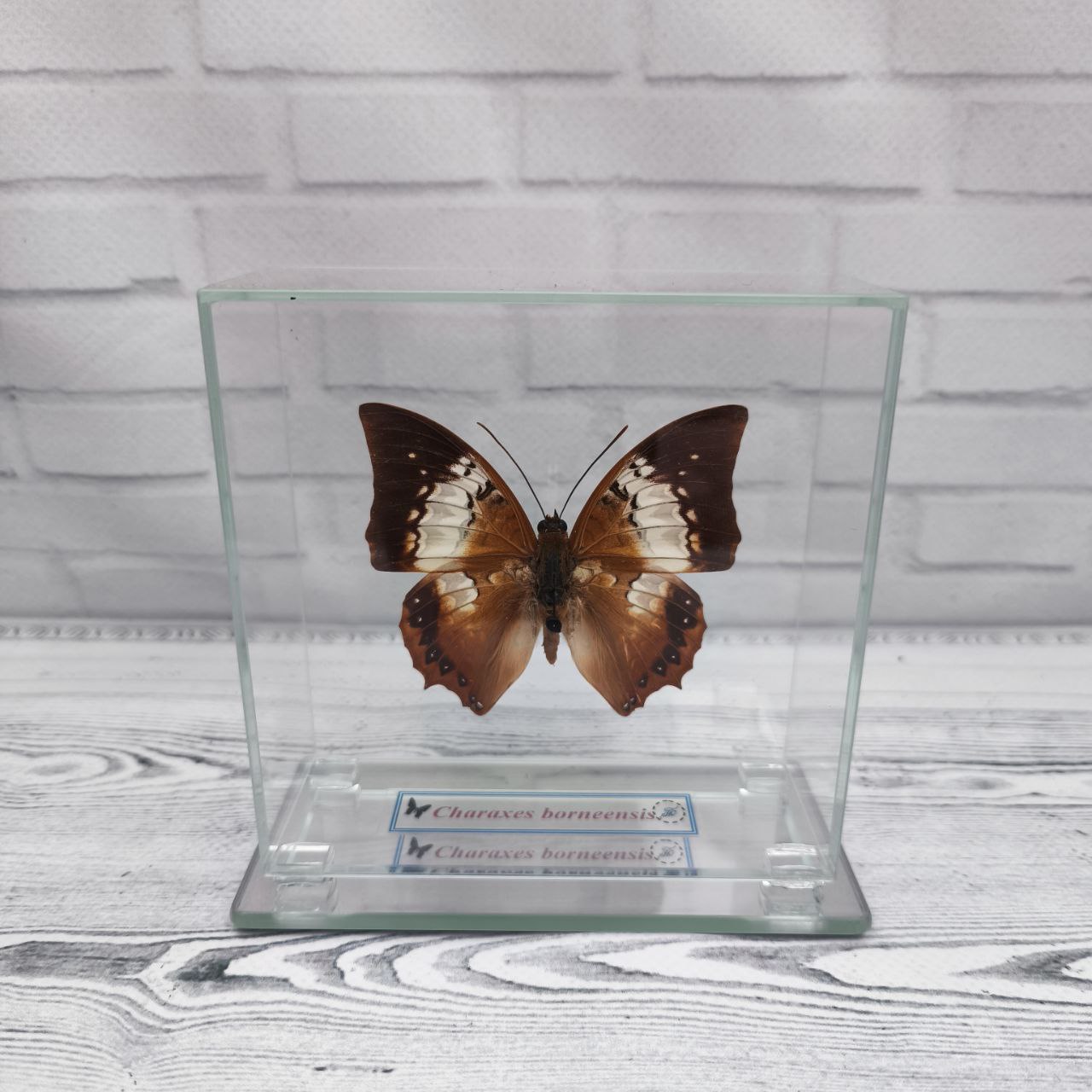 Метелик під склом Charaxes borneensis 110x110