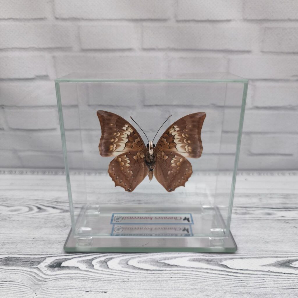 Метелик під склом Charaxes borneensis 110x110