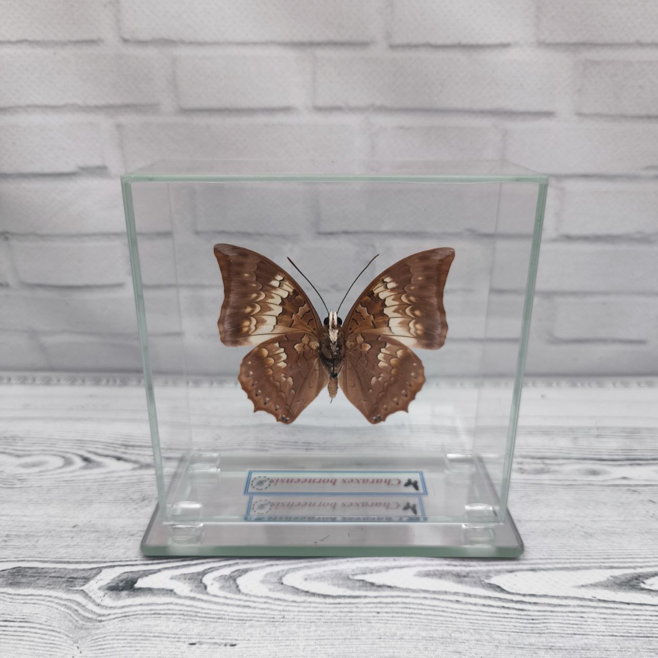 Метелик під склом Charaxes borneensis 110x110 — изображение 2