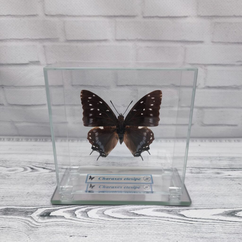 Метелик під склом Charaxes etesipe 105x105