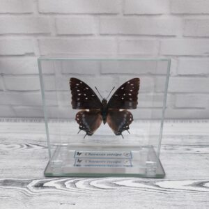 Метелик під склом Charaxes etesipe 105x105