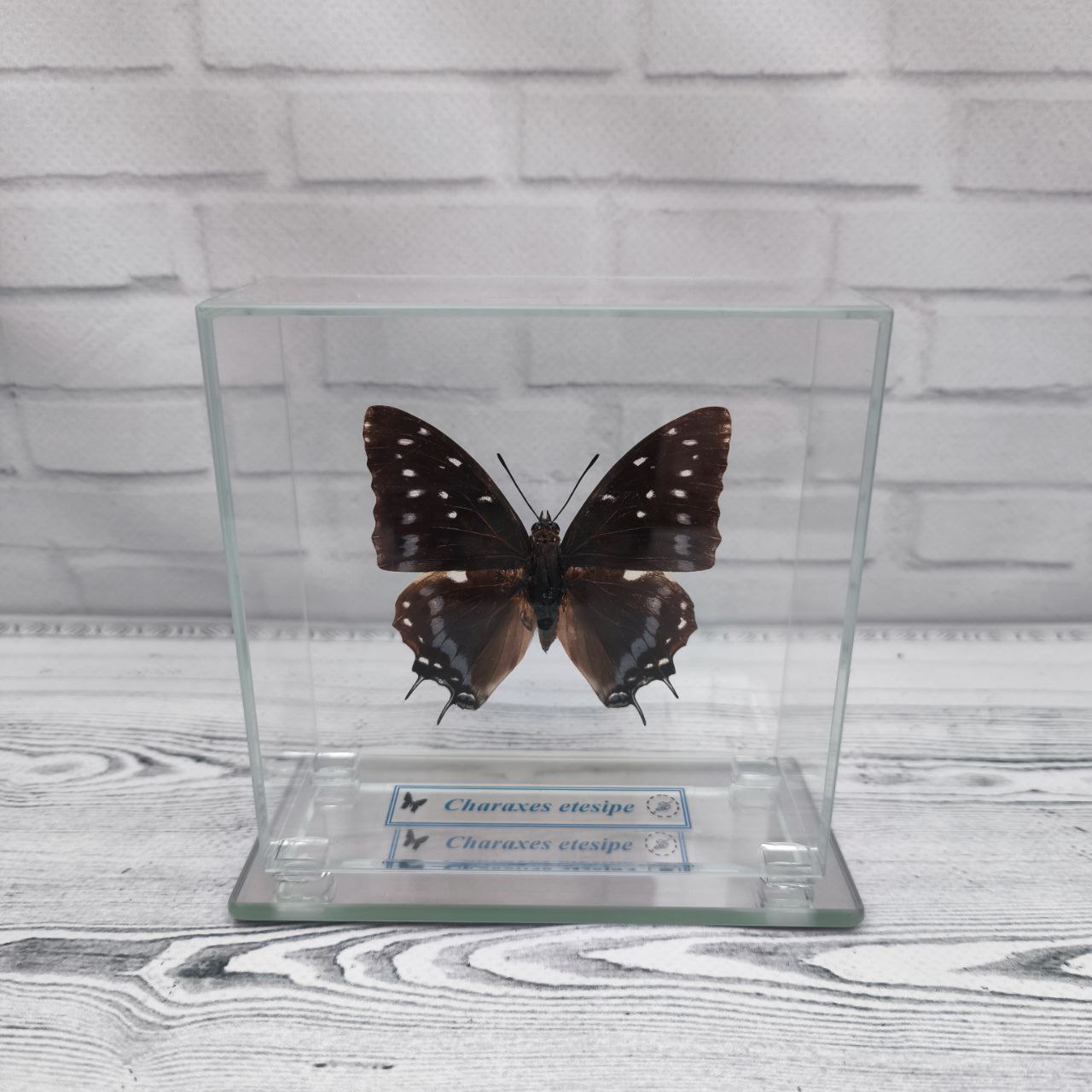 Метелик під склом Charaxes etesipe 105x105