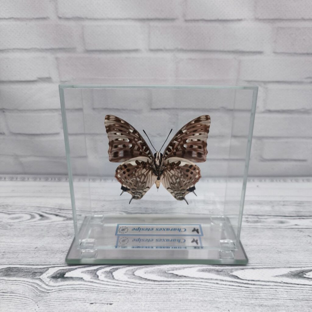 Метелик під склом Charaxes etesipe 105x105