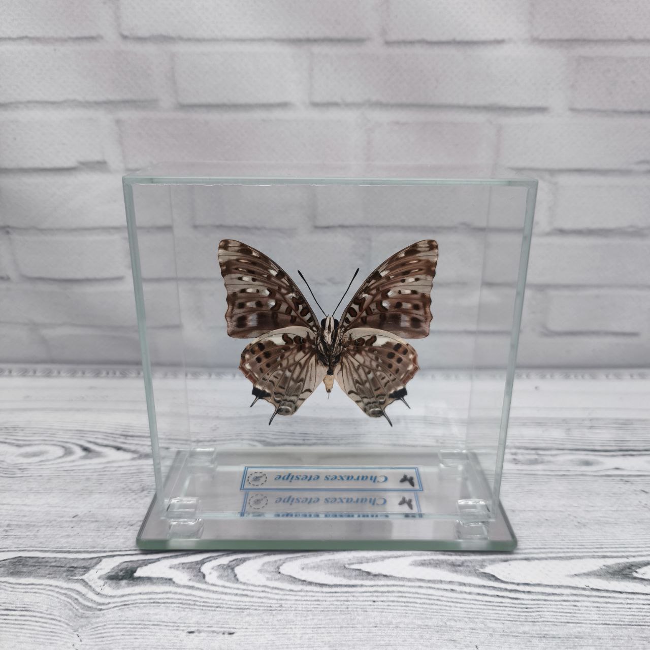 Метелик під склом Charaxes etesipe 105x105 - Зображення 2